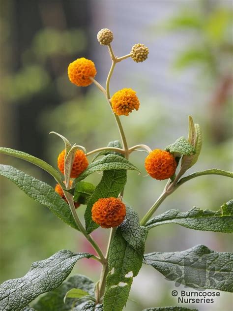 orange valls|Buddleja Globosa from Burncoose Nurseries